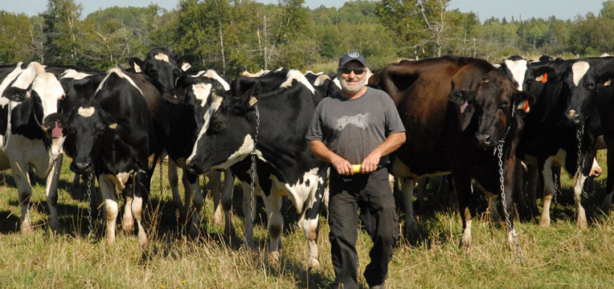 Johnny Gallant est fier du lait que produit son troupeau.  — Photo : Brian Simpson