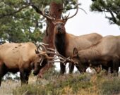 L’affaire remonte à 2010, alors que Rick Desautel, un Autochtone de la réserve de Coleville, dans l’État de Washington, a abattu un wapiti en Colombie-Britannique. Accusé d’avoir chassé sans permis, il a invoqué un droit ancestral pour justifier son acte. — David Rupert – Unsplash