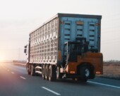 La canicule force les éleveurs à porter une attention particulière au bien-être des animaux, surtout durant leur transport.  
