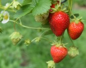 Les fraises d'été ont connu une très bonne saison en Ontario. — Photo de Oliver Hale sur Unsplash