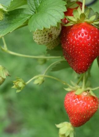 Les fraises d'été ont connu une très bonne saison en Ontario. — Photo de Oliver Hale sur Unsplash