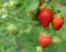 Les fraises d'été ont connu une très bonne saison en Ontario. — Photo de Oliver Hale sur Unsplash