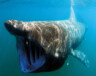 Le requin-pèlerin est inoffensif pour l’homme, il se nourrit strictement de plancton par filtration.
 — Photo : Greg skomal-Wikimedia