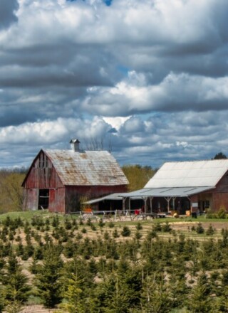 Cette ferme de l'Est ontarien est l'une des 700 où l'on cultive les arbres de Noël dans la province.