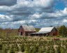 Cette ferme de l'Est ontarien est l'une des 700 où l'on cultive les arbres de Noël dans la province.  