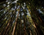 Chaque année, des milliers de travailleurs saisonniers s’installent en Colombie-Britannique pour planter des arbres. — Unsplash, Cody Chan