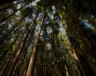 Chaque année, des milliers de travailleurs saisonniers s’installent en Colombie-Britannique pour planter des arbres. — Unsplash, Cody Chan