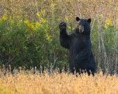 Un ours amateur de pommes, en Ontario.  — Photo : lwolfartist – CCA 2.0