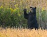 Un ours amateur de pommes, en Ontario.  — Photo : lwolfartist – CCA 2.0