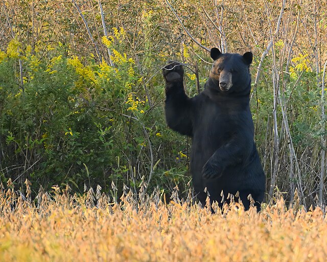 Un ours amateur de pommes, en Ontario.  — Photo : lwolfartist – CCA 2.0