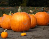 Nombreux sont ceux qui ignorent que la citrouille est utile... Même quand elle ne l'est plus. — Photo : Pexels Catherine Dempsey