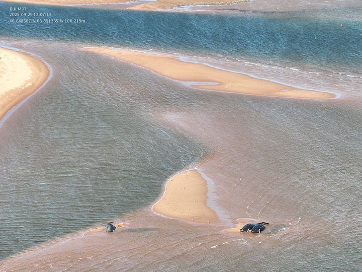   PHOTO : PÊCHES ET OCÉANS CANADA