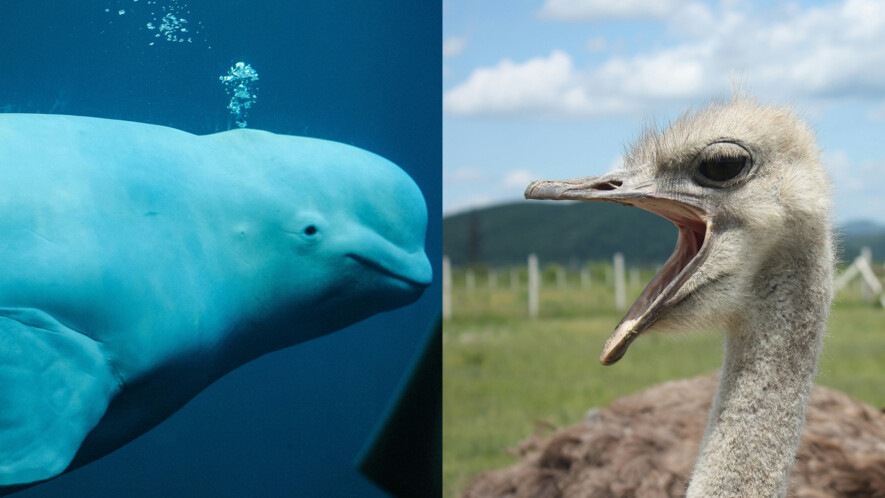 Photos : Insung Yoon et Elizabeth – Unsplash  