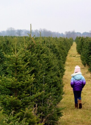 Les sapins de Noël naturels ont un impact environnemental variable selon leur méthode de production et leur transport.  &mdash; Photo : Isaac Graulich – Unsplash