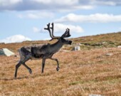 La population de caribous sur l’île de Baffin est maintenant estimée à plus de 48 000 animaux. &mdash; Photo : Barnabas Davoti