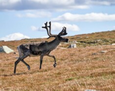La population de caribous sur l’île de Baffin est maintenant estimée à plus de 48 000 animaux. &mdash; Photo : Barnabas Davoti