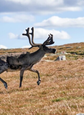 La population de caribous sur l’île de Baffin est maintenant estimée à plus de 48 000 animaux. &mdash; Photo : Barnabas Davoti
