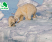 Cette maman ourse et son petit vivent au Svalbard, des îles norvégiennes situées dans l’océan Arctique.  &mdash; Photo : AWeith – CC BY-SA 4.0