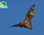 Une roussette à tête grise, un type de chauve-souris géante qui vit en Australie.  &mdash; Photo : Andrew Mercer – CC BY-SA 4.0