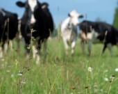 Un projet de loi visant à restreindre l’acquisition étrangère des terres agricoles ontariennes est dans les plans. &mdash; Photo : Stéphane Lessard/Archives Le Nouvelliste