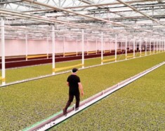 Dans cette serre de production de laitues, Haven Greens utilise l'intelligence artificielle pour maximiser l'efficacité de la production. &mdash; PHOTO : Courtoisie