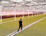 Dans cette serre de production de laitues, Haven Greens utilise l'intelligence artificielle pour maximiser l'efficacité de la production. &mdash; PHOTO : Courtoisie