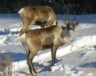   Photo : Gouvernement du Yukon