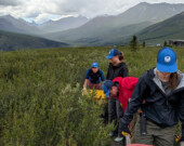 La Brigade jeunesse pour la protection de l’environnement (Y2C2) est un programme de formation et d’emploi axé sur le travail et l’apprentissage dans le domaine de l’environnement destiné aux étudiantes et étudiants yukonnais. Chaque été, seize jeunes aident des communautés à mener à bien des projets de conservation. &mdash; Photo : Gouvernement du Yukon