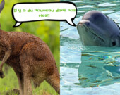 Des nouvelles de Joey et des bélugas de Marineland.  &mdash; Photo : Wikimédia – Courtoisie Luc Desrches, photographe animalier – Montage : As de l’info