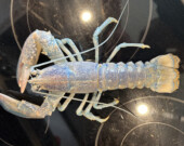 Le homard d’une couleur rare trouvé par Paul Gallant.  &mdash; Photo : Fournie