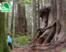 Ce très vieux cèdre rouge se trouve dans la forêt Avatar Grove, sur l’île de Vancouver. Il a entre 500 et 1000 ans.  &mdash; Photo : Gabriel Grenier