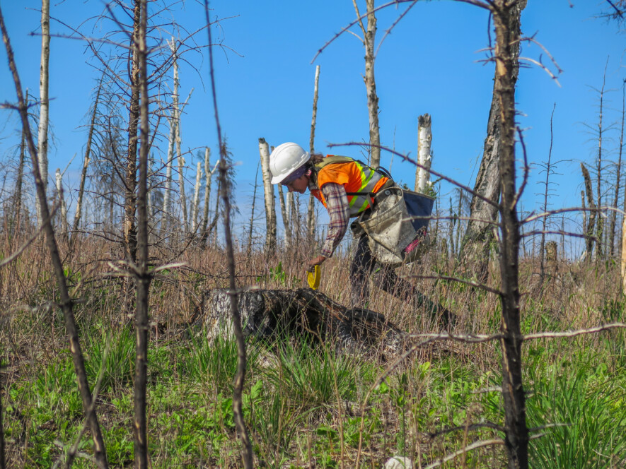 Courbée sur la terre, un arbre à la fois : Kristel Derkowski en pleine action, plongée dans le rythme épuisant, mais hypnotique de la plantation. —  (Courtoisie)