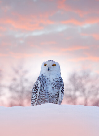 Le harfang des neiges fait dorénavant partie des espèces menacées pour le Comité sur la situation des espèces en péril au Canada. &mdash; Photo Istockphoto.com – Ondrej Prosicky