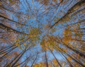 Le renforcement des normes canadiennes sur la qualité de l’air vise à mieux protéger la santé humaine et les écosystèmes, alors que les feux de forêt deviennent plus fréquents. — Photo Cristiano Pereira