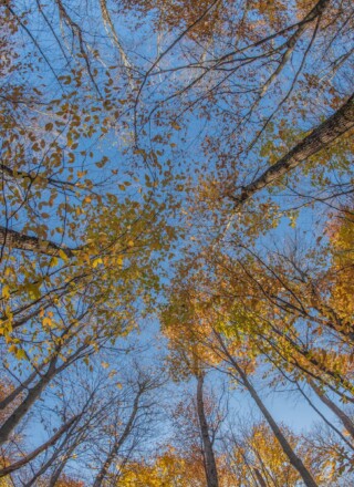 Le renforcement des normes canadiennes sur la qualité de l’air vise à mieux protéger la santé humaine et les écosystèmes, alors que les feux de forêt deviennent plus fréquents. &mdash; Photo Cristiano Pereira