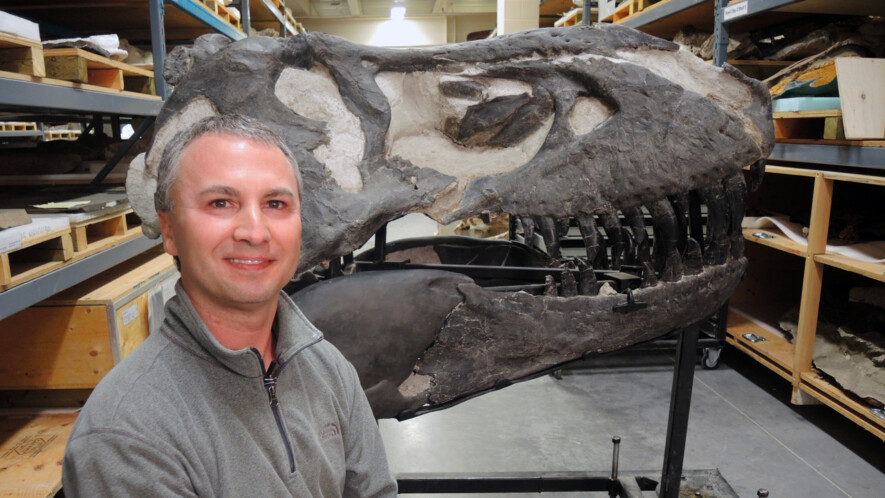 François Therrien devant le crâne du tyrannosaure rex surnommé Black Beauty. — Photo Musée royal Tyrrell de paléontologie