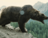 L'ours, actuellement à (re)découvrir sur la plateforme Amazon Prime.
 — DR