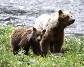 Pour l’organisme de protection des grizzlis du Yukon (Grizzly Bear Protection Yukon), la chasse au trophée de grizzlis est obsolète et non éthique. — Courtoisie Uli Nowlan