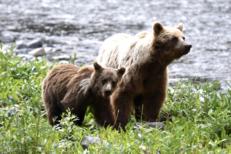 Pour l’organisme de protection des grizzlis du Yukon (Grizzly Bear Protection Yukon), la chasse au trophée de grizzlis est obsolète et non éthique. — Courtoisie Uli Nowlan
