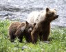 Pour l’organisme de protection des grizzlis du Yukon (Grizzly Bear Protection Yukon), la chasse au trophée de grizzlis est obsolète et non éthique. — Courtoisie Uli Nowlan