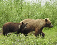 Selon le gouvernement fédéral, la région des monts Mackenzie mérite un suivi plus assidu sur les populations de grizzlis. — Courtoisie Uli Nowlan