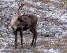 Le caribou de la toundra et le caribou de la forêt boréale sont deux espèces classées à risque par le secrétariat des espèces à risque des TNO.
 — Photo Pixabay/Cheerfully_lost