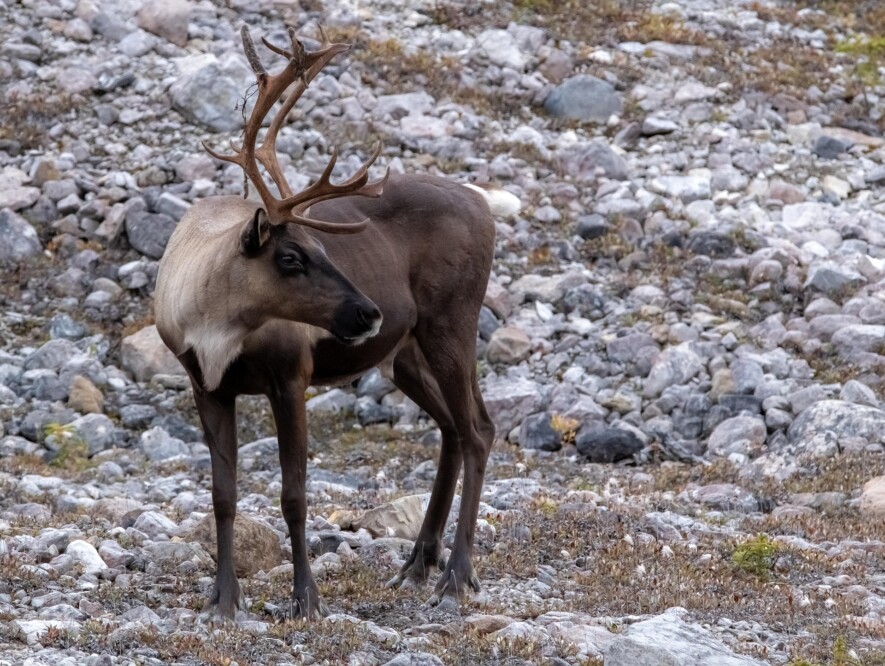 Le caribou de la toundra et le caribou de la forêt boréale sont deux espèces classées à risque par le secrétariat des espèces à risque des TNO.
 — Photo Pixabay/Cheerfully_lost