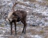 Le caribou de la toundra et le caribou de la forêt boréale sont deux espèces classées à risque par le secrétariat des espèces à risque des TNO.
 — Photo Pixabay/Cheerfully_lost