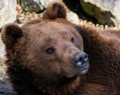 La gestion du grizzli au Nunavut est en évolution ; il n’existe aucune estimation officielle des effectifs dans le territoire.  — Photo Pixabay/NickyPe