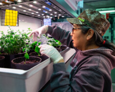 Le projet Narvik, qui signifie « lieu de culture » en Inuktitut, est une ferme hydroponique située à Gjoa Haven au Nunavut.  — Courtoisie fondation Arctic Research