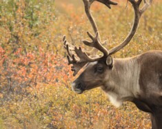 Le gouvernement des États-Unis a annoncé que l’ensemble de la plaine côtière de la réserve faunique nationale de l’Arctique, en Alaska, allait rouvrir à l’exploitation pétrolière et gazière. La nation Gwich’in de l’Alaska, qui milite pour la protection de cette région, a fermement condamné la décision qui met en péril la harde de caribous Porcupine
 — (Pixabay-OrnaW)