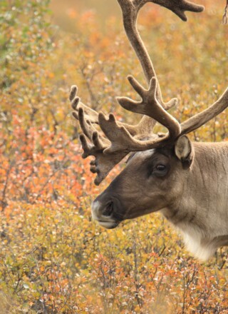Le gouvernement des États-Unis a annoncé que l’ensemble de la plaine côtière de la réserve faunique nationale de l’Arctique, en Alaska, allait rouvrir à l’exploitation pétrolière et gazière. La nation Gwich’in de l’Alaska, qui milite pour la protection de cette région, a fermement condamné la décision qui met en péril la harde de caribous Porcupine
 — (Pixabay-OrnaW)