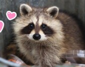   PHOTOMONTAGE LES AS DE L’INFO