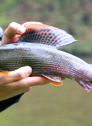 À la suite de l’accident de juin 2024, la Première Nation Na-Cho Nyäk Dun a perdu l’accès à son camp de pêche traditionnel deux années de suite. Le site est toujours contaminé, mais les niveaux de pollution et l’ampleur des conséquences sur la biodiversité restent indéterminés.
 &mdash; Oleg Jeremin/Pixabay